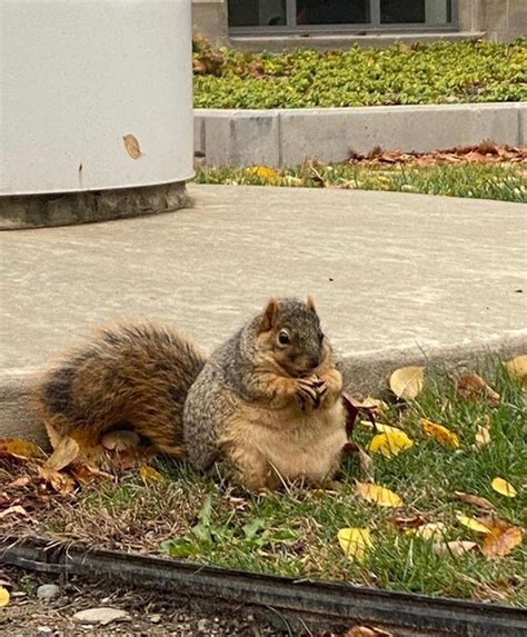 fat squirrel hate